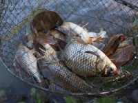 İstilacı tür olan İsrail sazanına savaş açıldı