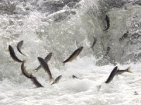 İnci kefali, yumurta bırakmak için kilometrelerce yol kat ediyor