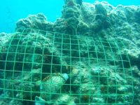 Bodrum’da Blue Exile Art Project Sualtı Sanat Sergisi açıldı