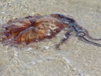 Tekirdağ kıyılarında zehirli denizanaları görüldü