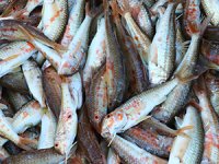 Tekirdağlı balıkçıların tekir mesaisi sürüyor