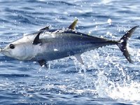 Mavi yüzgeçli orkinoslarda parazit yayılımı 3 kar arttı