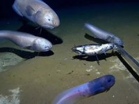 Hint Okyanusu'nda iki yeni balık türü keşfedildi