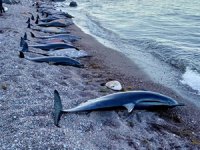 Meksika'da onlarca yunus kıyıya vurdu