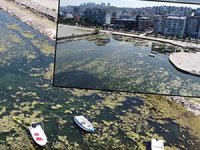 Samsun'da Kurupelit Yat Limanı yosunla kaplandı