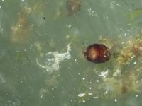 Gemlik kıyılarında zehirli denizanaları görüldü