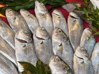 Tezgahlarda lüfer ve çinekop bolluğu yaşanıyor