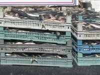 Bitlis’te kaçak avlanmış 2 ton inci kefali ele geçirildi