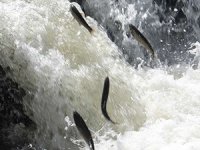 Kaçak avlanma, balık popülasyonunu ciddi anlamda etkiliyor