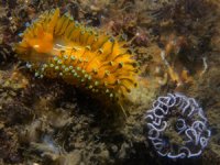 İzmir Körfezi'nde ilk kez kabuksuz deniz salyangozu görüntülendi