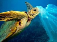 Caretta carettalar için naylon poşet uyarısı geldi