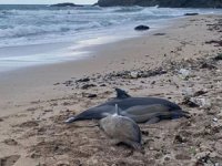 Conceta Projesi, yunus ölümlerini engelleyecek