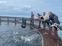 Ordu'dan Japonya’ya Türk somonu ihracatı yapılıyor