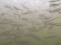 Yavru inci kefallerinin Van Gölü’ne dönüş yolculuğu başladı