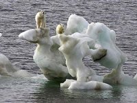 Grönland'da keşfedilmemiş bir kutup ayısı topluluğu bulundu