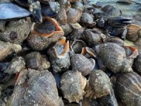 Deniz salyangozunun zehrinden ağrı kesici yapılacak