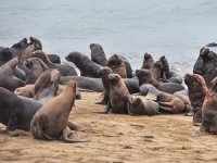 Arjantin'deki Mar del Plata Limanı’nı deniz aslanları istila etti