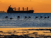 ‘İki Deniz Bir Şehir: Kocaeli ve Deniz Ulusal Fotoğraf Yarışması’nın en iyileri belli oldu