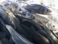 İnci kefalinin dönüş yolculuğu su altında görüntülendi