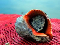 Deniz salyangozu ihracatı 1.1 milyon dolar kazandırdı