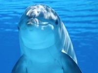 Yunusların birbirini idrarlarının tadından tanıdığı ortaya çıktı