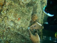 Tavşan Adası’na ekimi yapılan sarı mercanlar, yapılan sualtı dalışıyla gözlemlendi