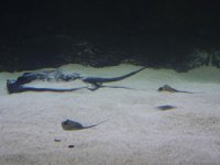 Keçiören’de Deniz Dünyası’nın yeni üyeleri minik vatozlar, ilgi odağı oldu