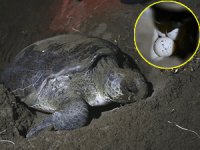 Carettalar, Doğu Akdeniz sahillerine yumurta bırakmaya başladı