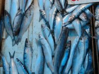 Vatandaşların vazgeçilmezi 'sardalya' oldu