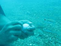 Antalya’da balon balıklarının ‘şirinler’ sürüsü kıyıyı işgal etti