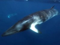 Antarktika'da yüzgeçli balinaların sayısı artıyor
