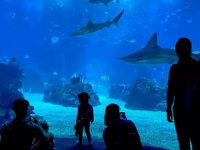 Okyanus Akvaryumu, yılda 1 milyon kişi ziyaret ediyor