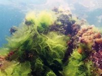 Marmara Denizi'nde müsilajın son fotoğrafı ortaya çıktı