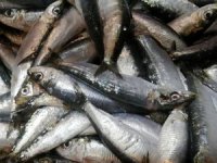 Balıkçı tezgahlarında sardalyanın fiyatı düştü