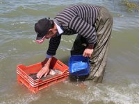 DKMP, barajlarda istilacı balık türüne yönelik denetim çalışması başlattı