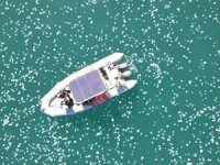 İsrail kıyılarını denizanası sürüsü istila etti