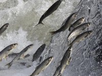 Van Gölü'ndeki balık stoku arttı