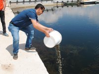 Eğirdir Gölü'ne 1.3 milyon yavru sazan bırakıldı