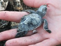 Hatay'daki deniz kaplumbağası yuvaları arttı