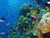 Büyük Set Resifi'nde mercan popülasyonu 36 yılın en yüksek düzeyine ulaştı