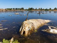 Polonya'nın Oder Nehri'ndeki toplu balık ölümlerinin nedeni araştırılıyor