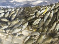 Samsun'da göllere 2 milyon 524 bin sazan balığı yavrusu bırakıldı