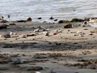 Sırbistan'da kuraklık Tuna Nehri'nde su seviyesinin azalmasına sebep oldu