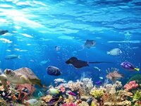 İklim değişikliği, tüm deniz türlerini tehdit ediyor