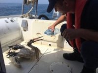 Yaralı leyleğin imdadına Sahil Güvenlik yetişti