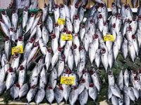 Palamut bolluğu: Fiyatlar dörtte birine indi