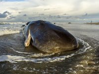 Avustralya sahilinde karaya vuran kaşalot balinaları öldü