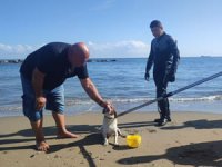 Dalgakıranda mahsur kalan köpeği Sahil Güvenlik ekibi kurtardı