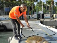 Yaralı carettayı belediye ekibi kurtardı