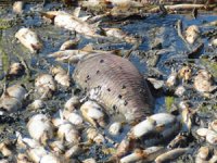 Bakırçay'daki toplu balık ölümüyle ilgili harekete geçildi